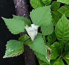 Pieris rapae rapae