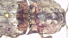 Cryptalaus prosectus