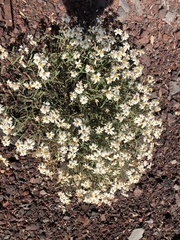 Melampodium leucanthum