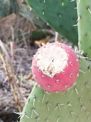 Opuntia lasiacantha