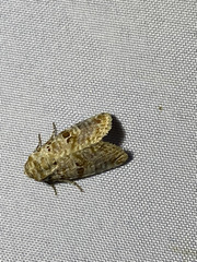 Diastema tigris