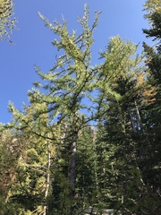 Larix