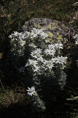 Actinotus helianthi