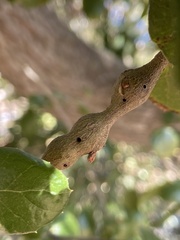 Callirhytis quercussuttoni