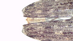 Cryptalaus prosectus
