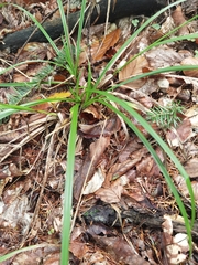 Carex sylvatica