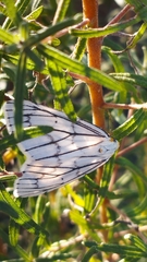 Neuromelia selectata