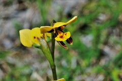 Diuris curta