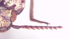 Cryptalaus prosectus