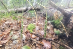Carex sylvatica