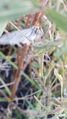 Neuromelia selectata