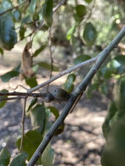 Callirhytis quercussuttoni