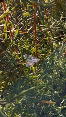 Neuromelia selectata