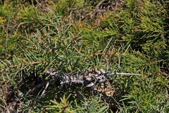Hakea teretifolia
