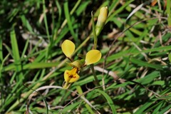 Diuris curta
