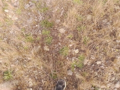 Muehlenbeckia ephedroides