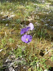 Swainsona procumbens