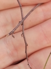 Muehlenbeckia ephedroides