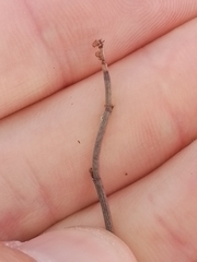 Muehlenbeckia ephedroides