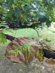 Zopheroteras sphaerula