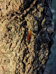 Urocerus californicus