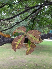 Zopheroteras sphaerula