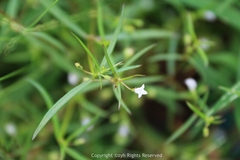 Scleromitrion diffusum