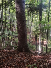 Abies alba