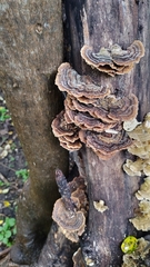 Trametes versicolor