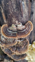 Trametes versicolor
