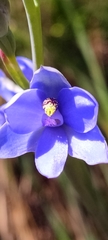 Thelymitra crinita