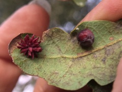 Cynips quercusechinus