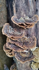 Trametes versicolor