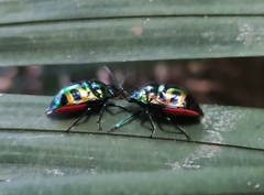 Chrysocoris stollii