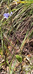 Thelymitra crinita