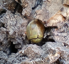 Paraselenis
