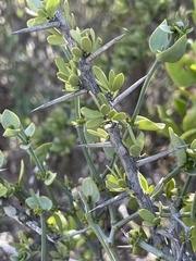 Gymnosporia buxifolia