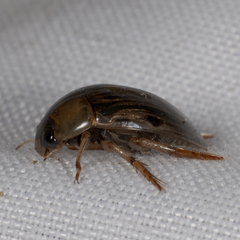 Tropisternus collaris