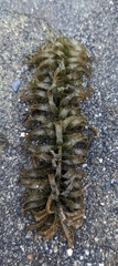 Egeria densa