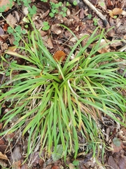Carex sylvatica
