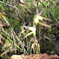 Lyperanthus suaveolens