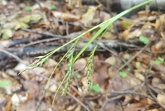 Carex sylvatica