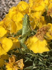 Campylacantha olivacea