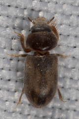 Tropicus pusillus