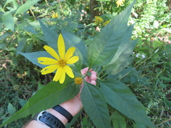 Helianthus strumosus
