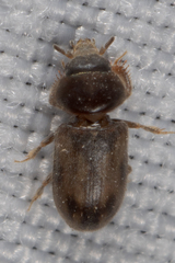 Tropicus pusillus