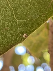 Aleuroplatus coronata