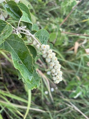 Mallotus apelta