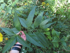 Helianthus strumosus