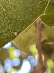 Aleuroplatus coronata